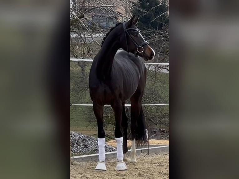 Hannoveraner Stute 3 Jahre 164 cm Dunkelbrauner in Heiligenberg