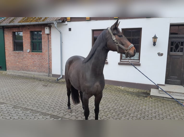 Hannoveraner Stute 3 Jahre 164 cm Dunkelbrauner in Lachendorf