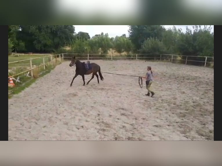 Hannoveraner Stute 3 Jahre 164 cm Dunkelbrauner in Lachendorf