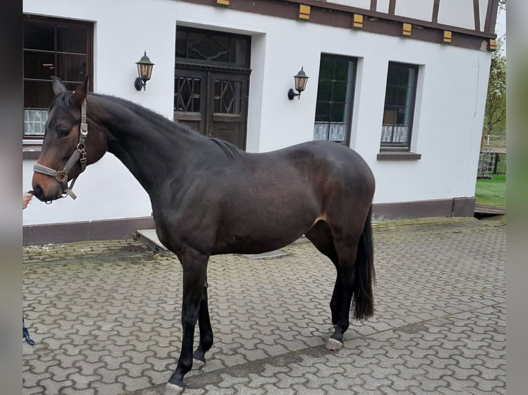 Hannoveraner Stute 3 Jahre 164 cm Dunkelbrauner in Lachendorf