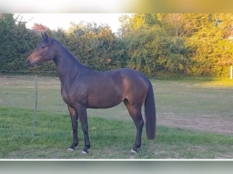 Hannoveraner Stute 3 Jahre 164 cm Dunkelbrauner in Lachendorf