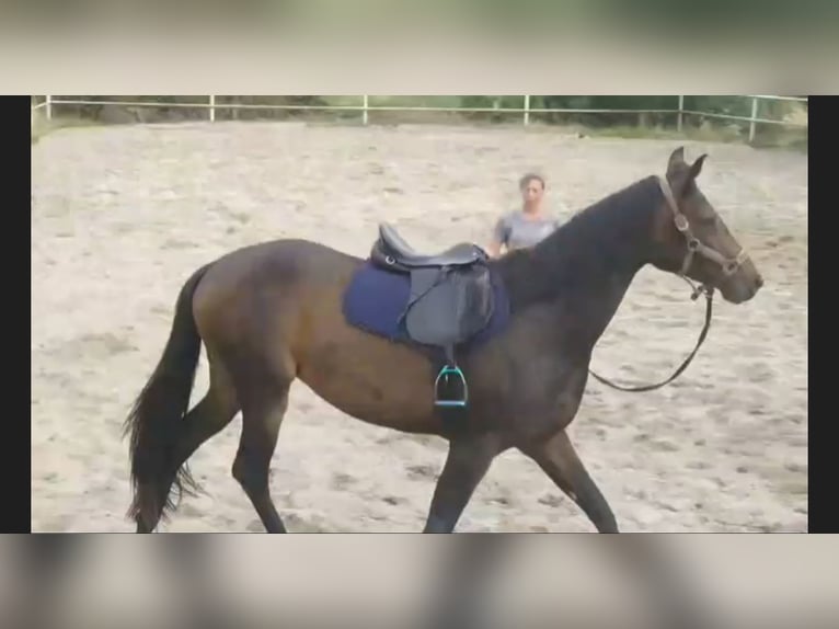 Hannoveraner Stute 3 Jahre 164 cm Dunkelbrauner in Lachendorf