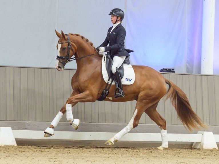 Hannoveraner Stute 3 Jahre 164 cm Dunkelfuchs in Mnster-Handorf
