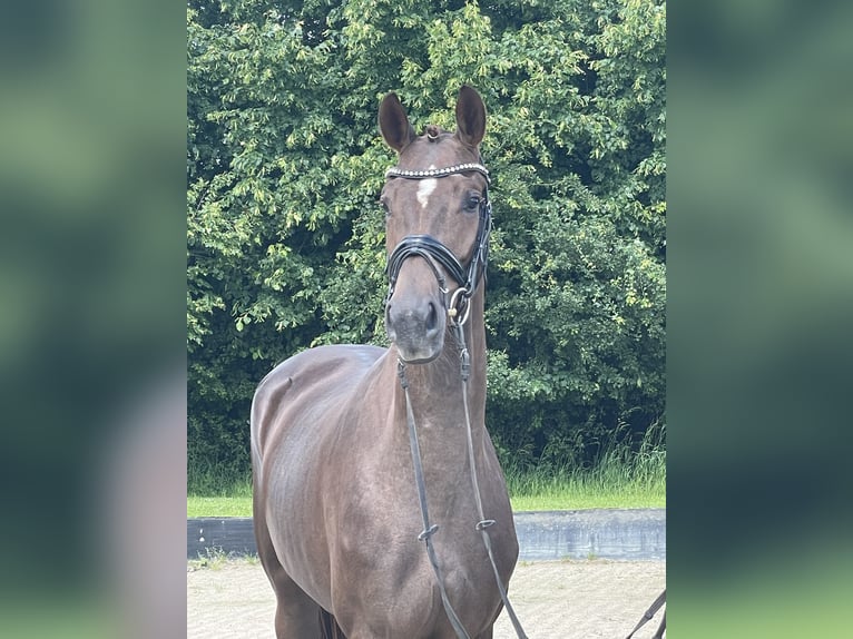 Hannoveraner Stute 3 Jahre 164 cm Dunkelfuchs in Rees