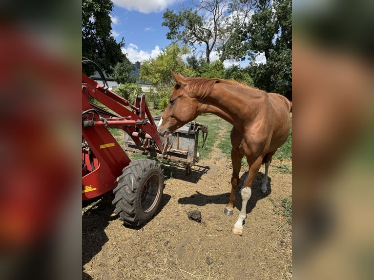 Hannoveraner Stute 3 Jahre 164 cm Fuchs in Förderstedt