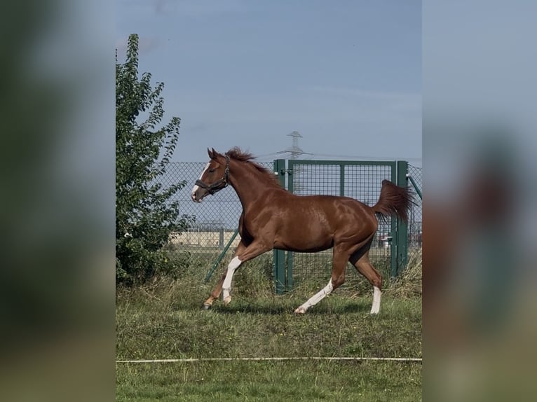 Hannoveraner Stute 3 Jahre 164 cm Fuchs in Förderstedt
