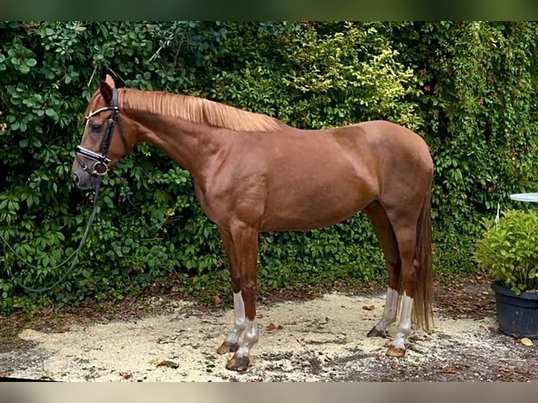Hannoveraner Stute 3 Jahre 164 cm Fuchs in Kirchlinteln