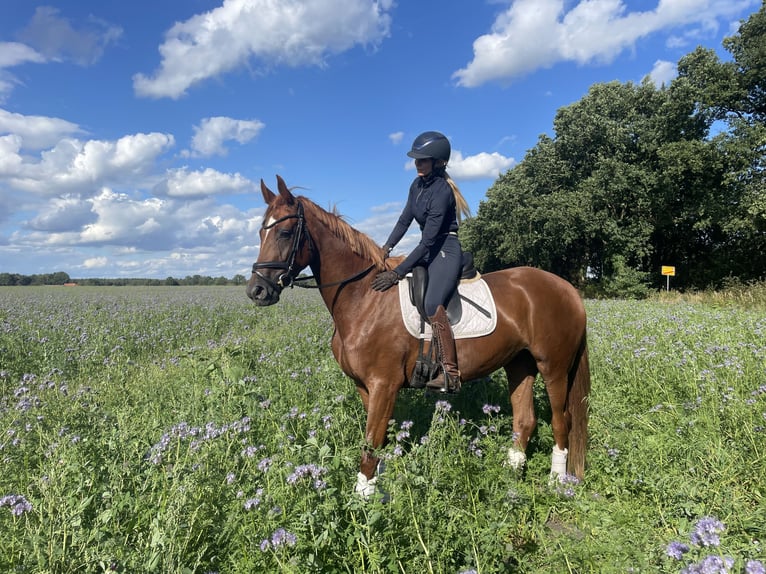 Hannoveraner Stute 3 Jahre 164 cm Fuchs in Kirchlinteln