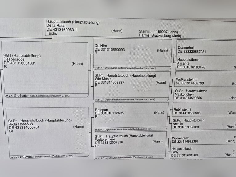 Hannoveraner Stute 3 Jahre 164 cm Fuchs in Bremervörde