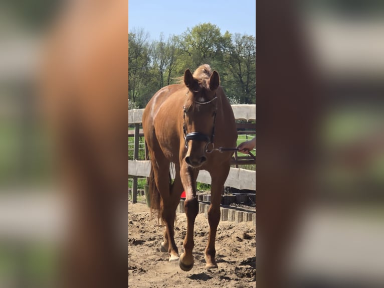 Hannoveraner Stute 3 Jahre 164 cm Fuchs in Bremervörde