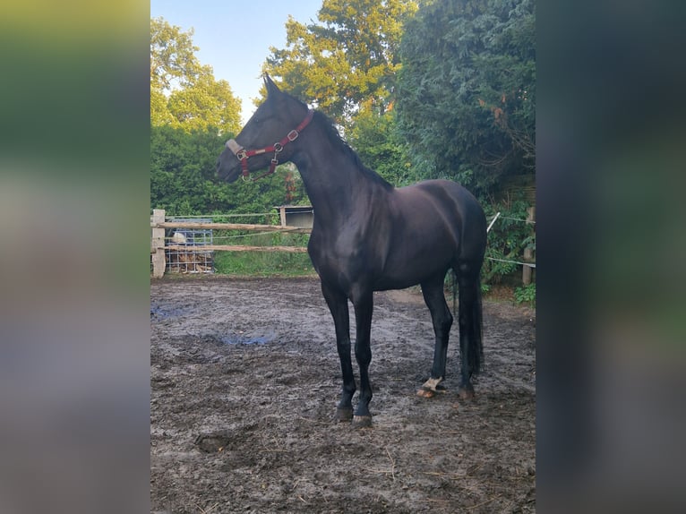 Hannoveraner Stute 3 Jahre 164 cm Rappe in Loxstedt