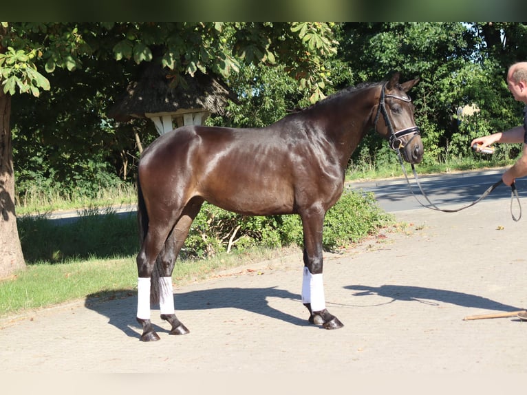 Hannoveraner Stute 3 Jahre 165 cm Brauner in Selsingen