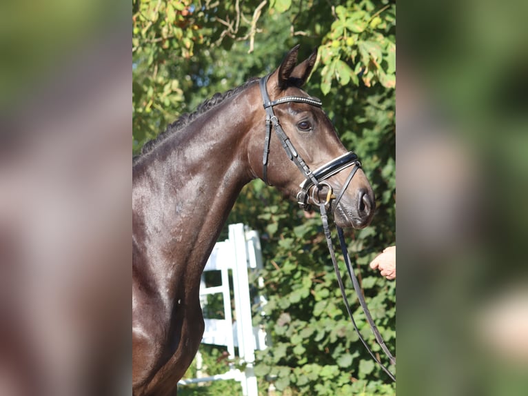 Hannoveraner Stute 3 Jahre 165 cm Brauner in Selsingen