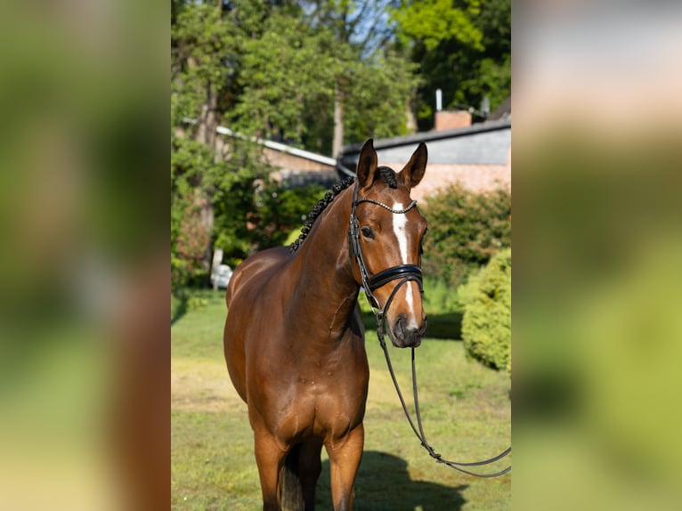 Hannoveraner Stute 3 Jahre 165 cm Brauner in Soltau