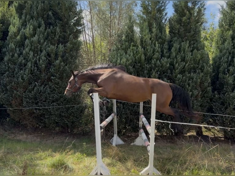 Hannoveraner Stute 3 Jahre 165 cm Brauner in Soltau