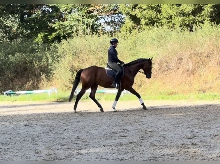 Hannoveraner Stute 3 Jahre 165 cm Brauner in Soltau