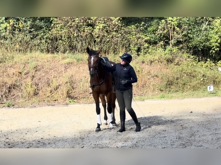 Hannoveraner Stute 3 Jahre 165 cm Brauner in Soltau