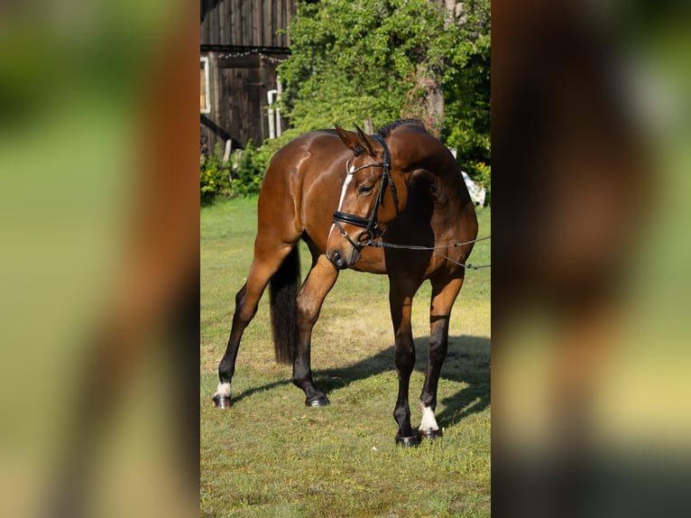 Hannoveraner Stute 3 Jahre 165 cm Brauner in Soltau