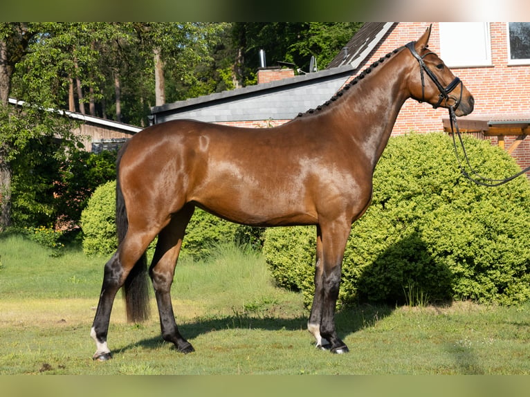 Hannoveraner Stute 3 Jahre 165 cm Brauner in Soltau