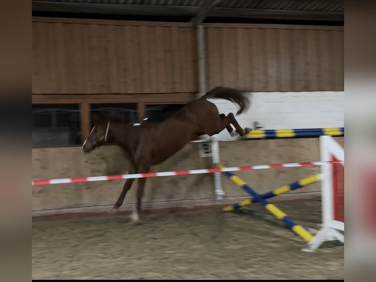 Hannoveraner Stute 3 Jahre 165 cm Dunkelbrauner in Nienburg (Weser) Holtorf