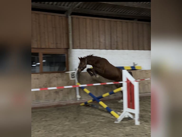 Hannoveraner Stute 3 Jahre 165 cm Dunkelbrauner in Nienburg (Weser) Holtorf