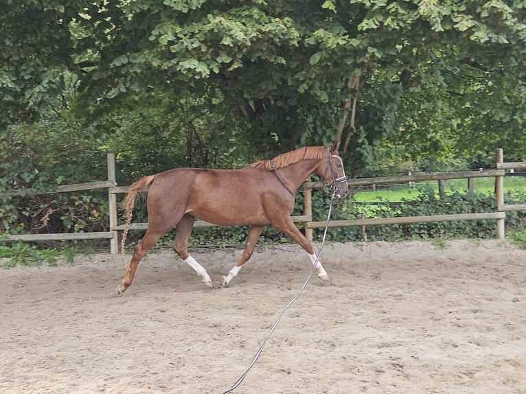 Hannoveraner Stute 3 Jahre 165 cm Dunkelfuchs in Wachtendonk