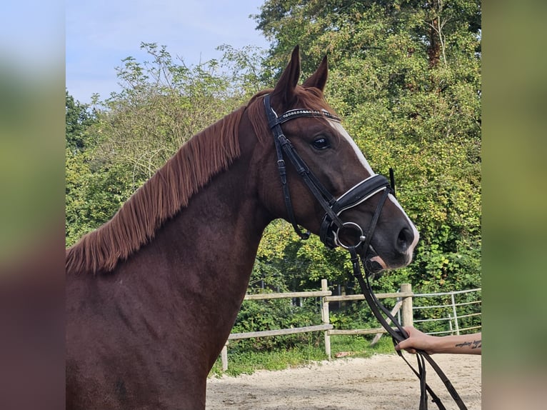 Hannoveraner Stute 3 Jahre 165 cm Dunkelfuchs in Wachtendonk