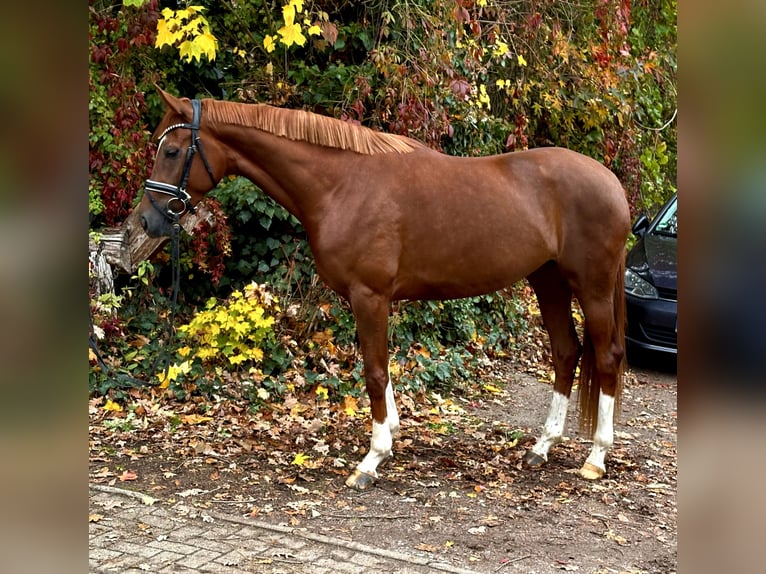 Hannoveraner Stute 3 Jahre 165 cm Dunkelfuchs in Kirchlinteln Hannoveraner Stute 3 Jahre 165 cm Dunkelfuchs in Kirchlinteln