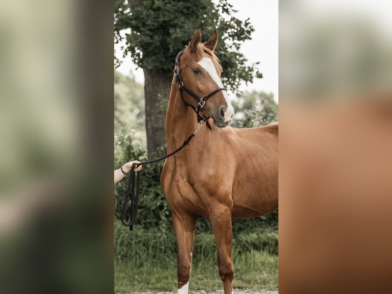Hannoveraner Stute 3 Jahre 165 cm Fuchs in Hesel