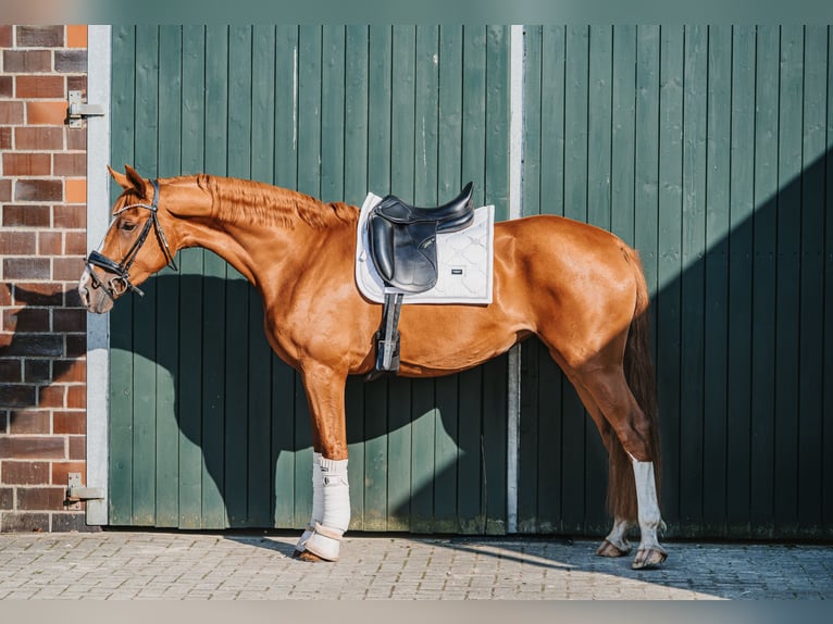Hannoveraner Stute 3 Jahre 165 cm Fuchs in Hesel