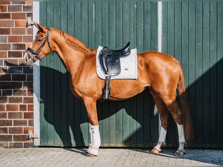 Hannoveraner Stute 3 Jahre 165 cm Fuchs in Hesel