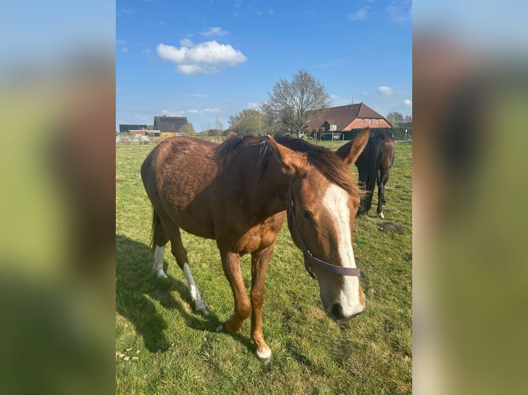 Hannoveraner Stute 3 Jahre 165 cm Fuchs in Moormerland