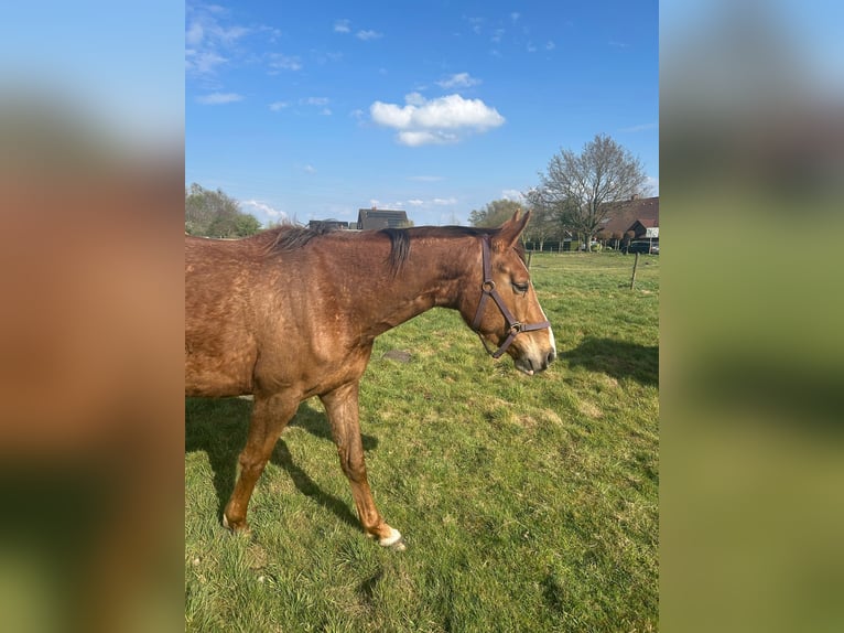Hannoveraner Stute 3 Jahre 165 cm Fuchs in Moormerland