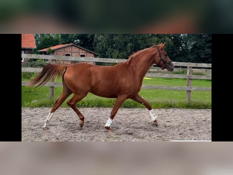 Hannoveraner Stute 3 Jahre 165 cm Fuchs in Sprakensehl