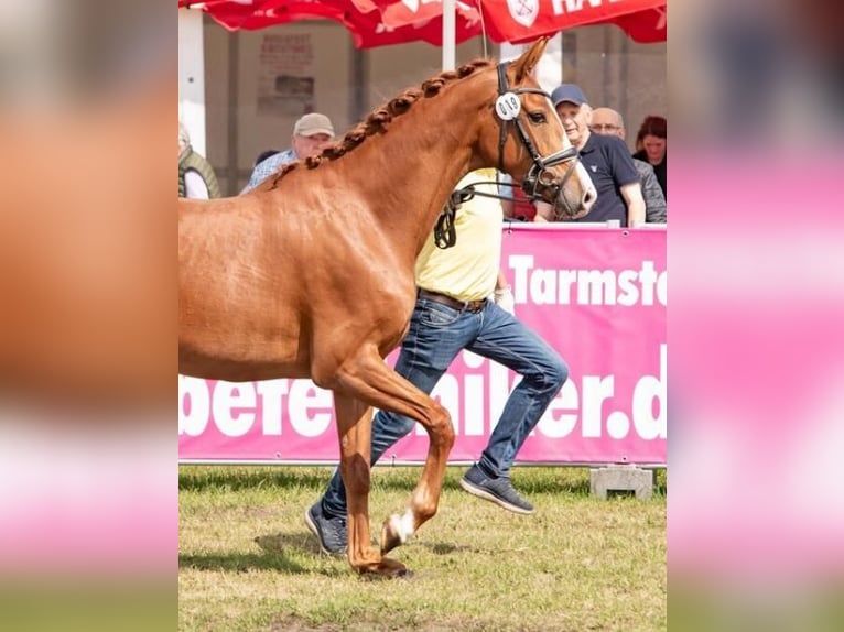Hannoveraner Stute 3 Jahre 165 cm Fuchs in Hepstedt