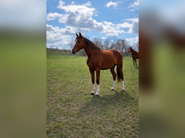 Hannoveraner Stute 3 Jahre 165 cm Fuchs in Sassenburg