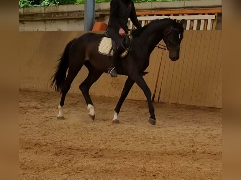 Hannoveraner Stute 3 Jahre 165 cm Rappe in Herborn