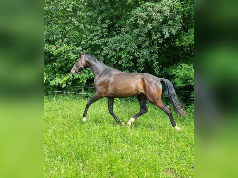 Hannoveraner Stute 3 Jahre 165 cm Rappe in Herborn