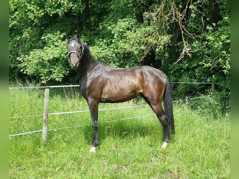 Hannoveraner Stute 3 Jahre 165 cm Rappe in Herborn