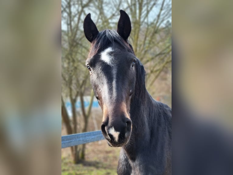 Hannoveraner Stute 3 Jahre 165 cm Rappe in Herborn