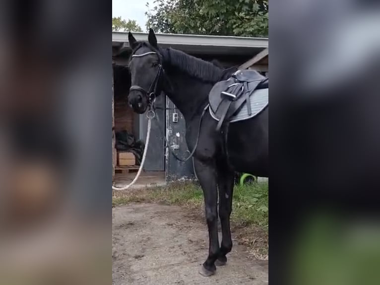 Hannoveraner Stute 3 Jahre 165 cm Rappe in Heidgraben Hannoveraner Stute 3 Jahre 165 cm Rappe in Heidgraben