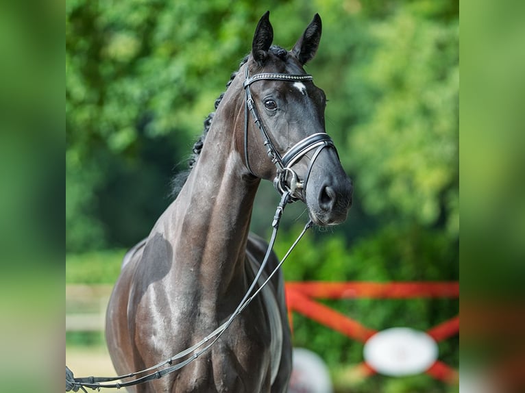 Hannoveraner Stute 3 Jahre 165 cm Rappe in M&#xFC;nster-Handorf