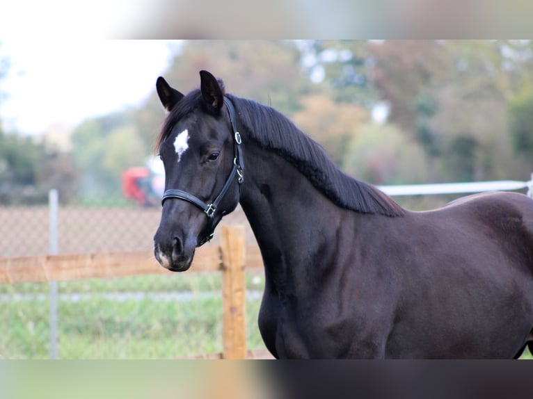 Hannoveraner Stute 3 Jahre 165 cm Rappe in Weiterstadt