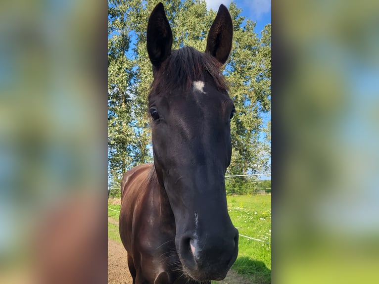 Hannoveraner Stute 3 Jahre 165 cm Rappe in Niendorf