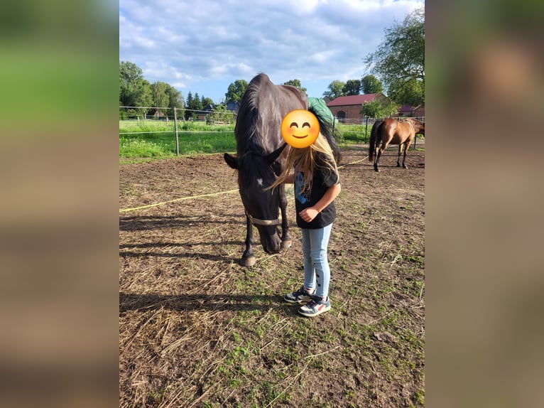 Hannoveraner Stute 3 Jahre 165 cm Rappe in Niendorf