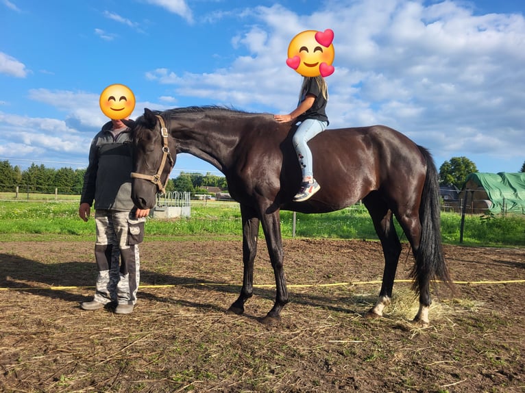 Hannoveraner Stute 3 Jahre 165 cm Rappe in Niendorf