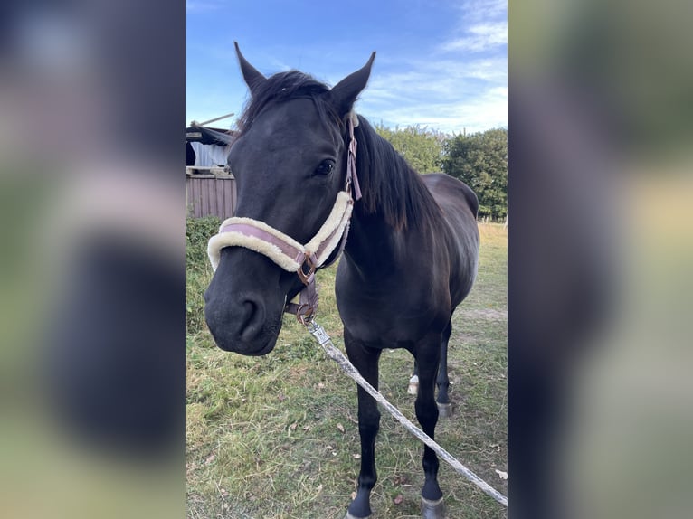 Hannoveraner Stute 3 Jahre 165 cm Rappe in Norderstedt