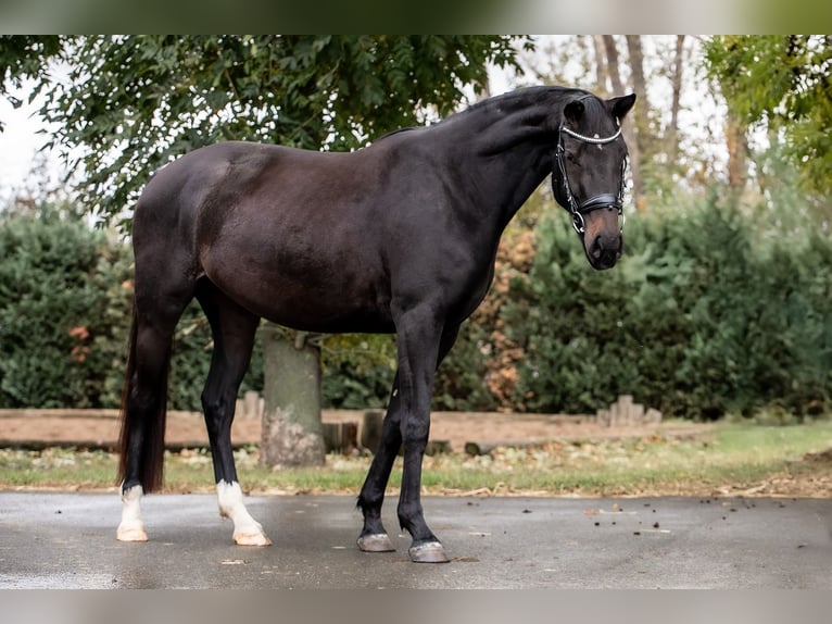 Hannoveraner Stute 3 Jahre 165 cm Schwarzbrauner in Ballenstedt