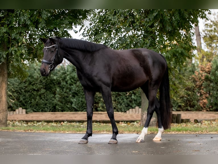 Hannoveraner Stute 3 Jahre 165 cm Schwarzbrauner in Ballenstedt