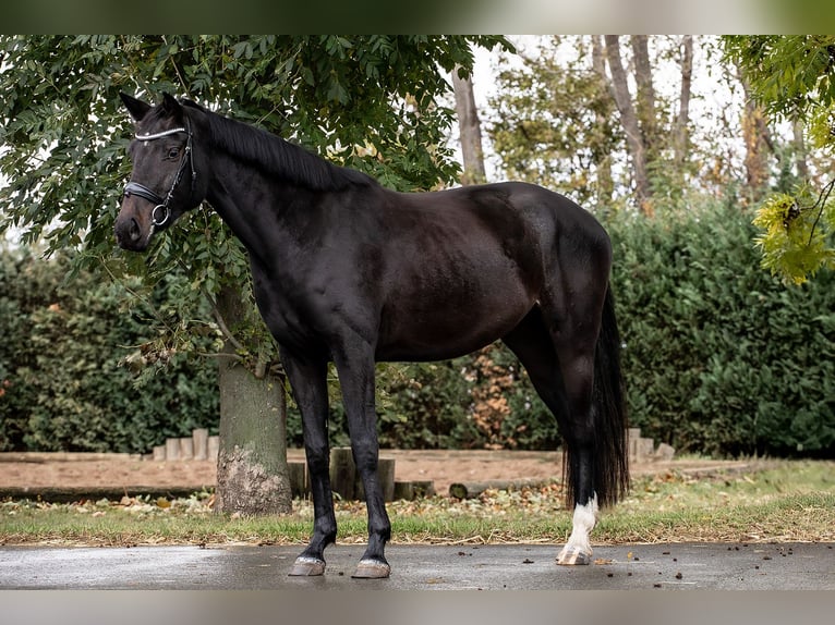 Hannoveraner Stute 3 Jahre 165 cm Schwarzbrauner in Ballenstedt